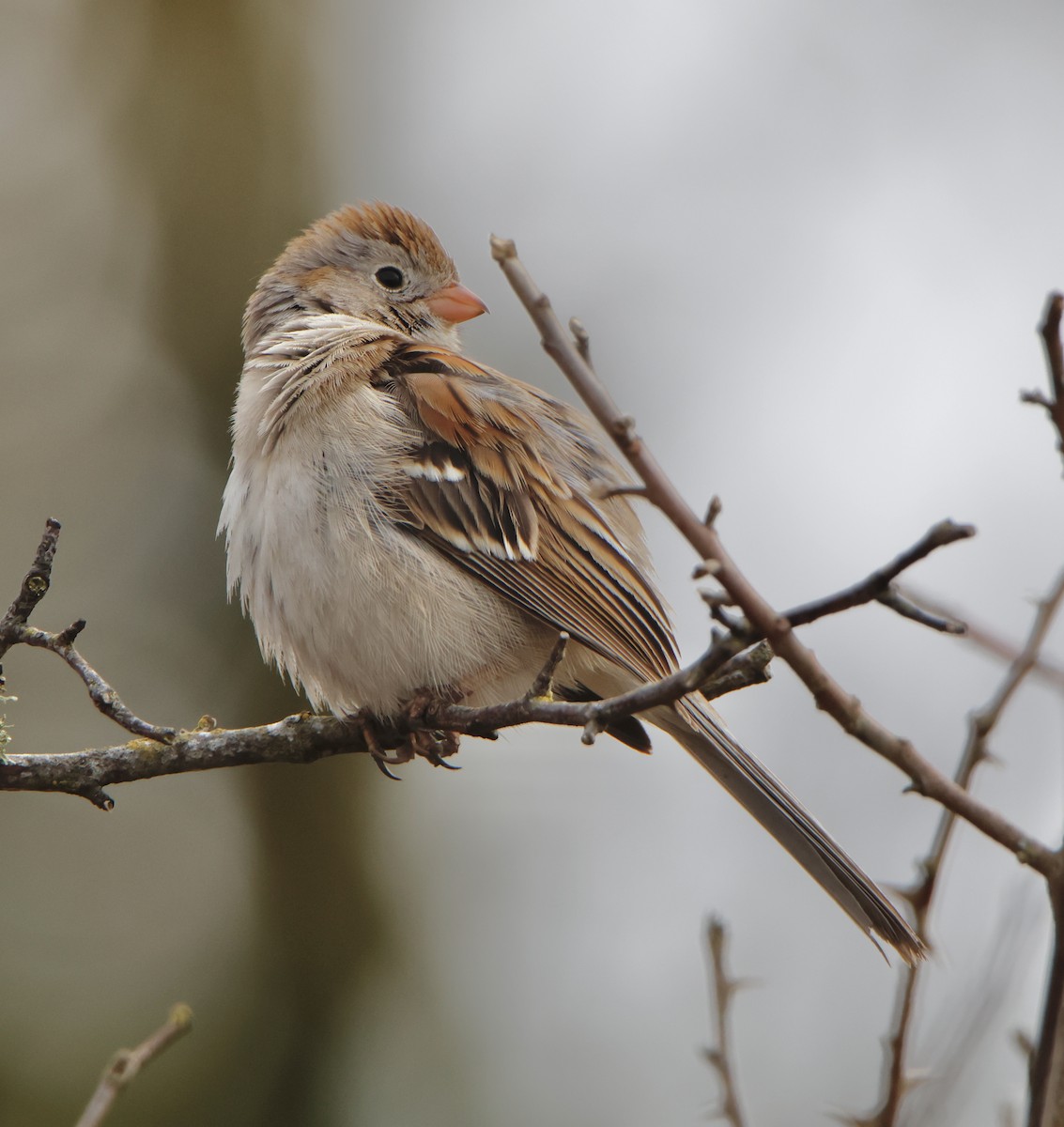 Field Sparrow - ML545509241