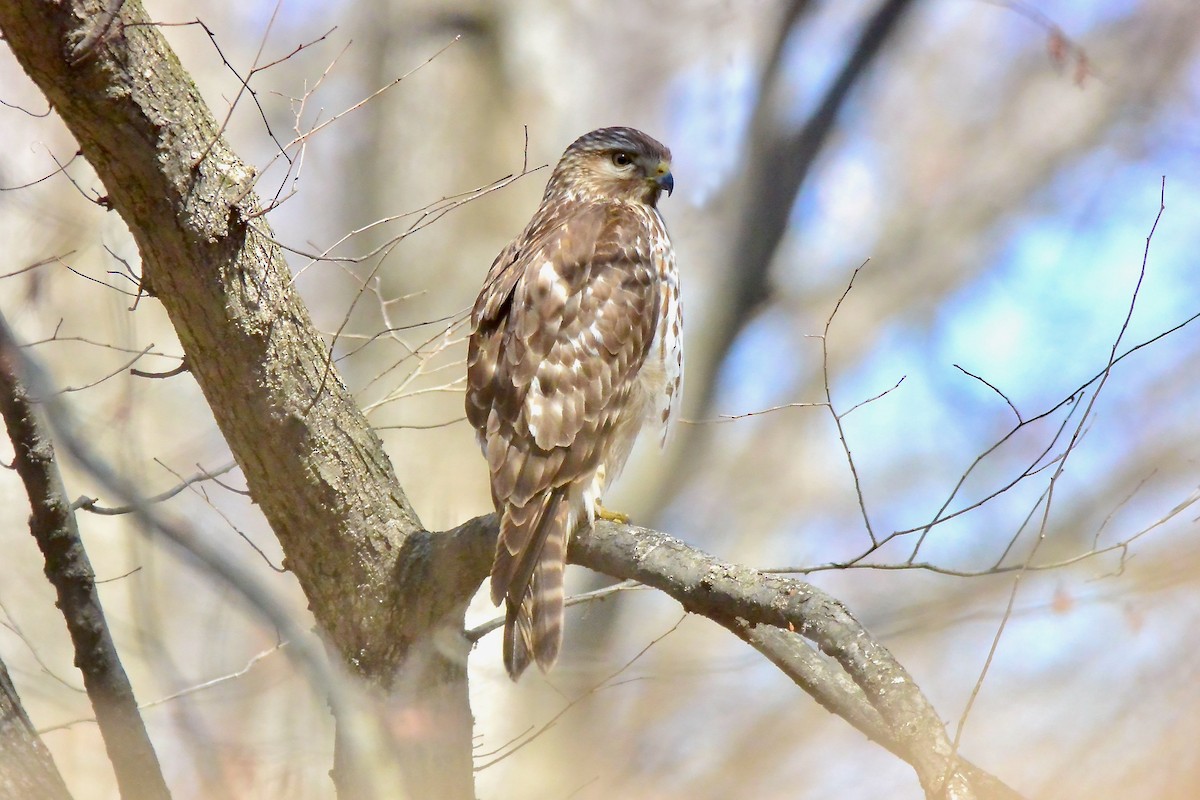 eBird Checklist - 14 Mar 2023 - Ashby Pond Conservancy Site - 19 species