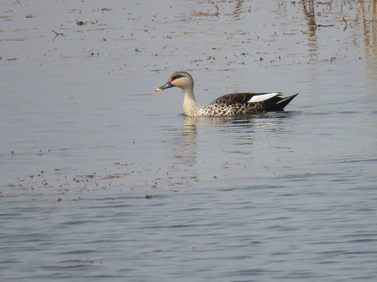 Indian Spot-billed Duck - ML545512891