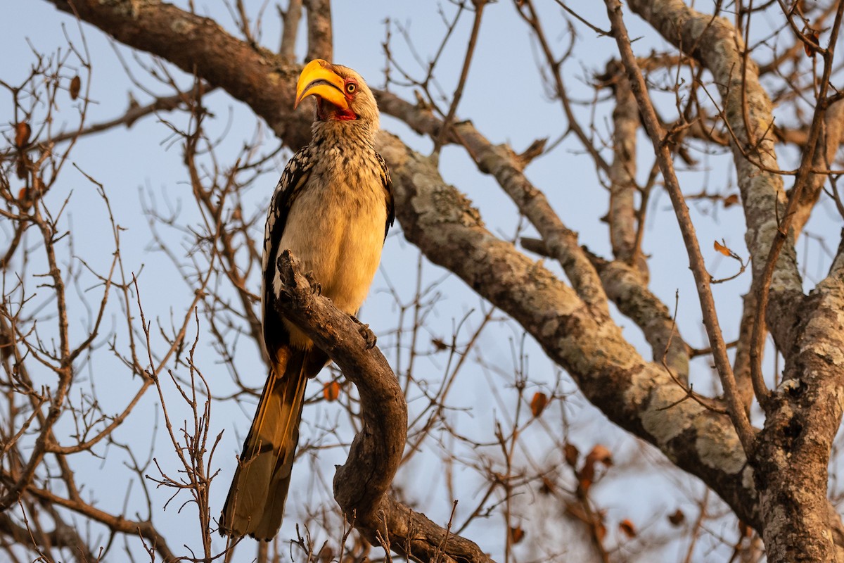 Southern Yellow-billed Hornbill - John Keator