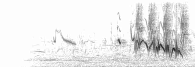  - Levaillant's Cisticola