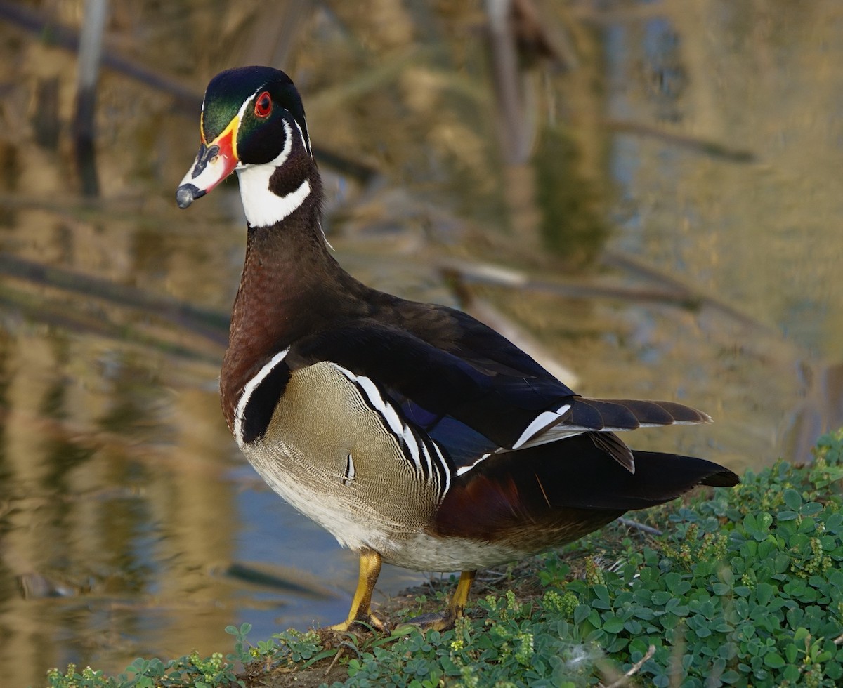 Wood Duck - B Maguire