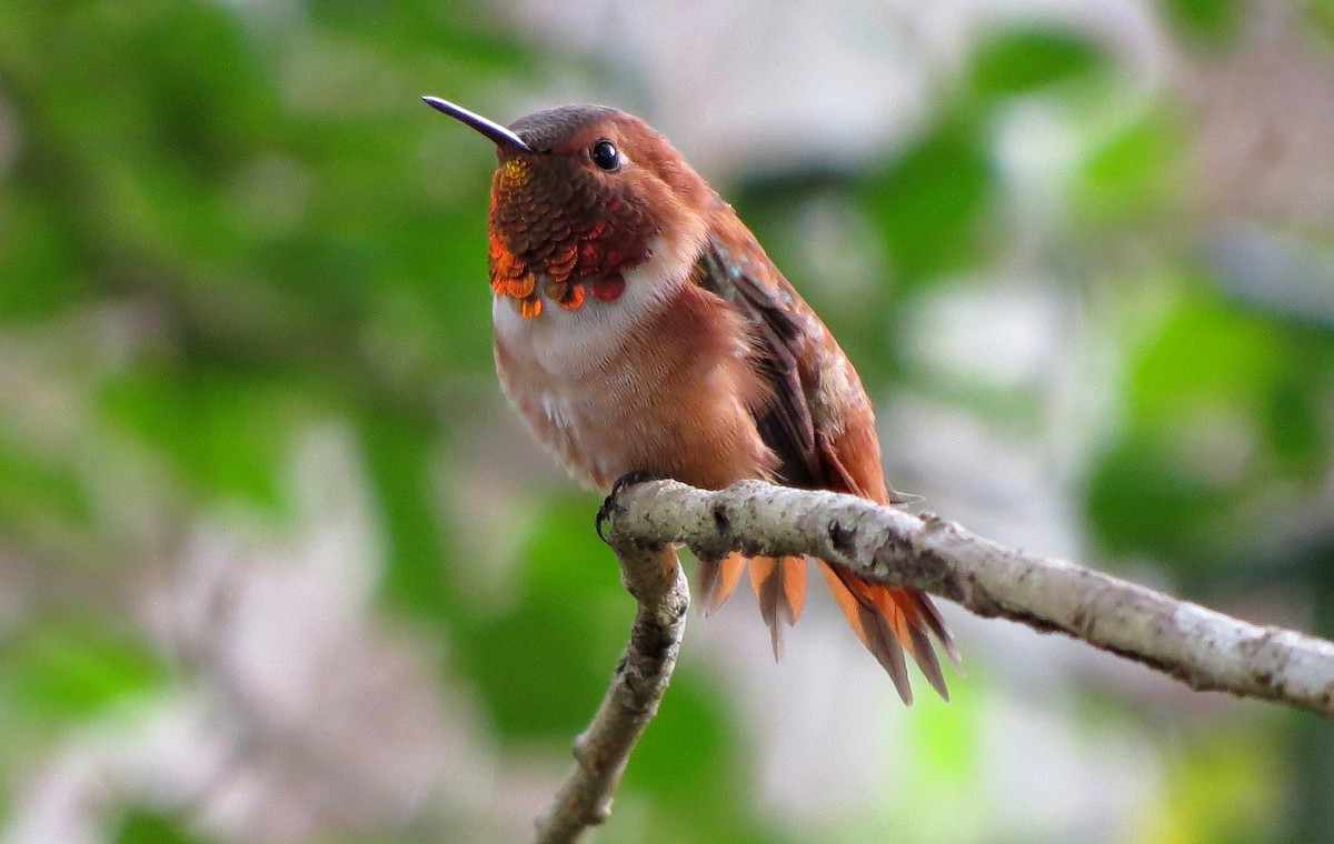Rufous Hummingbird - John  Mariani