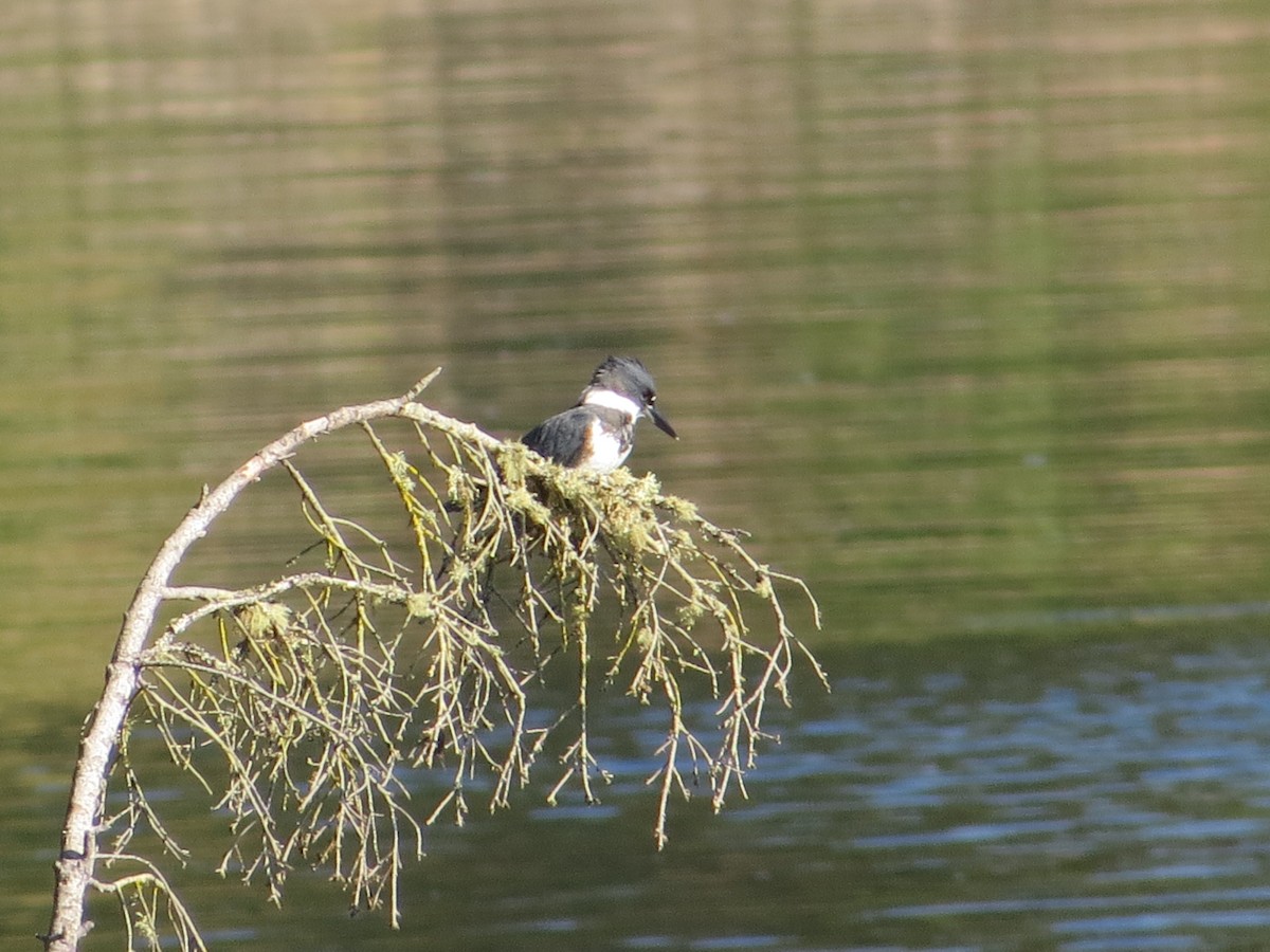 Belted Kingfisher - ML545535341