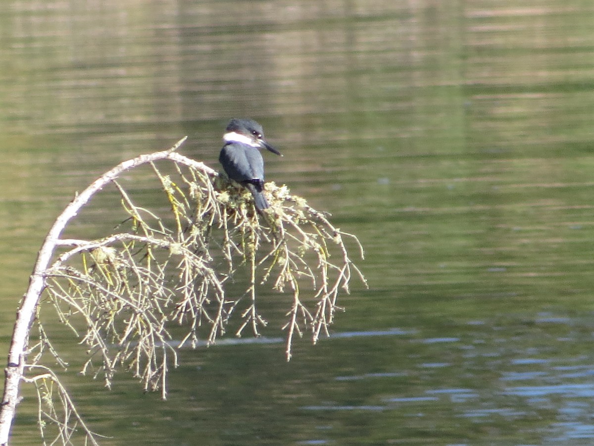 Belted Kingfisher - ML545535351