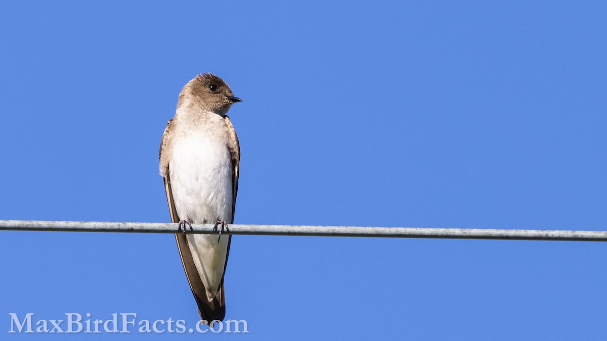 Northern Rough-winged Swallow - Maxfield Weakley