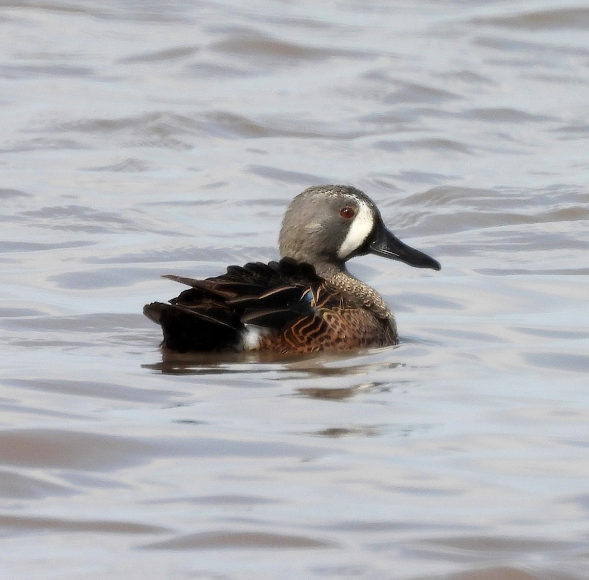 Blue-winged Teal - ML545541631