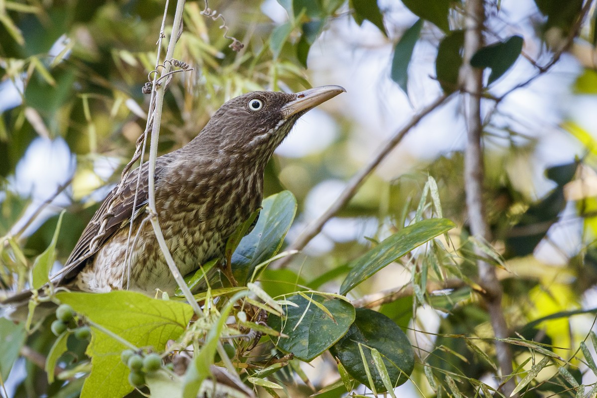 Pearly-eyed Thrasher - Michael Stubblefield