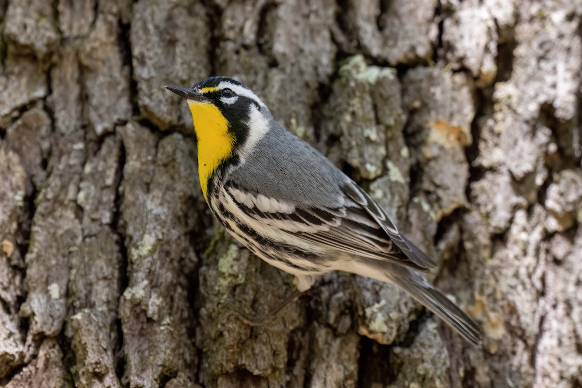 Yellow-throated Warbler - Jeff Hapeman