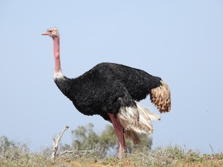 Common Ostrich, ML545562951