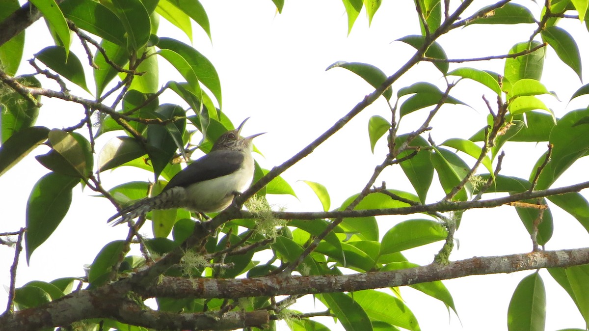 Gray-mantled Wren - Johnnier Arango 🇨🇴 theandeanbirder.com