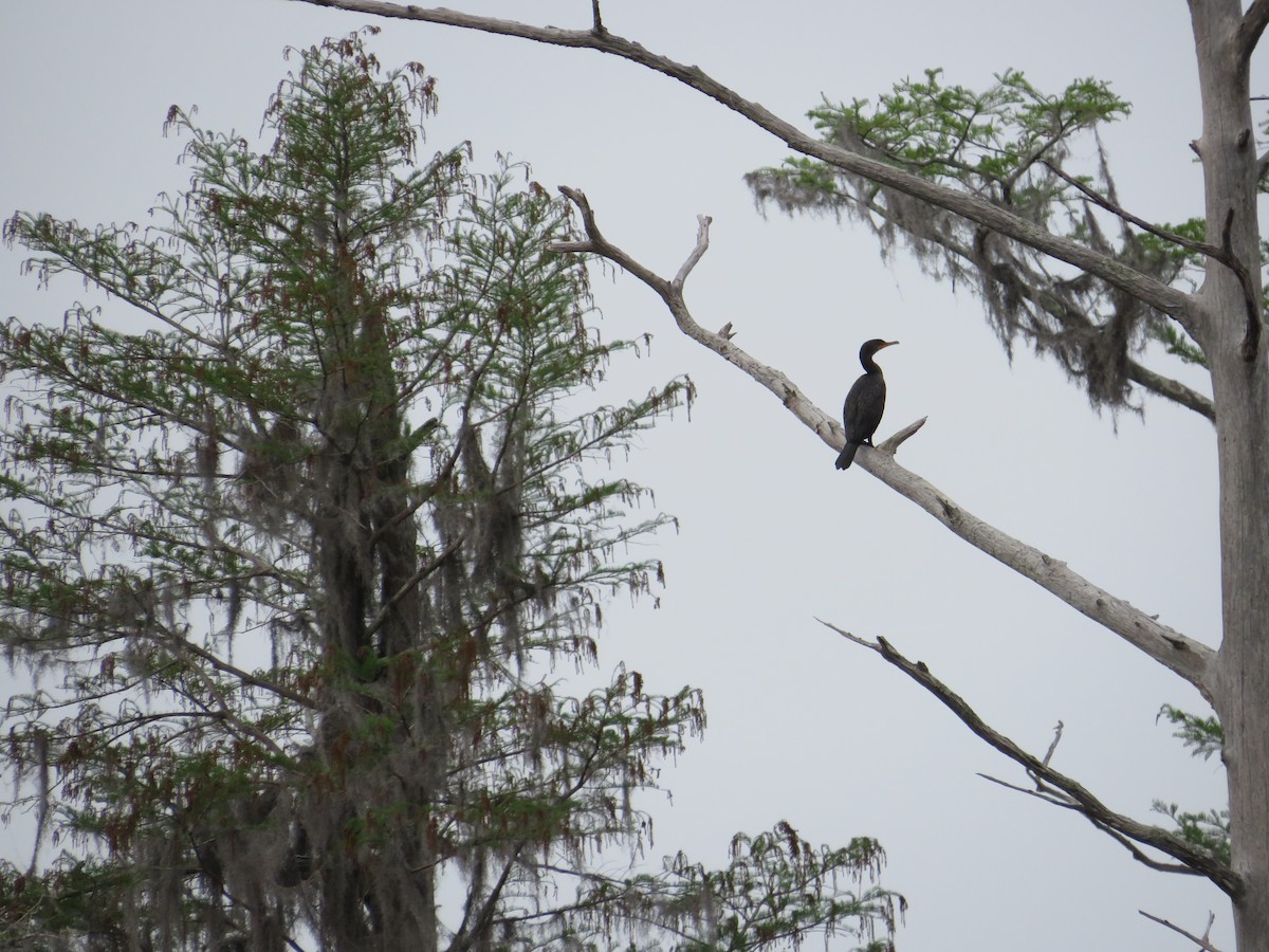Double-crested Cormorant - Anne Thompson