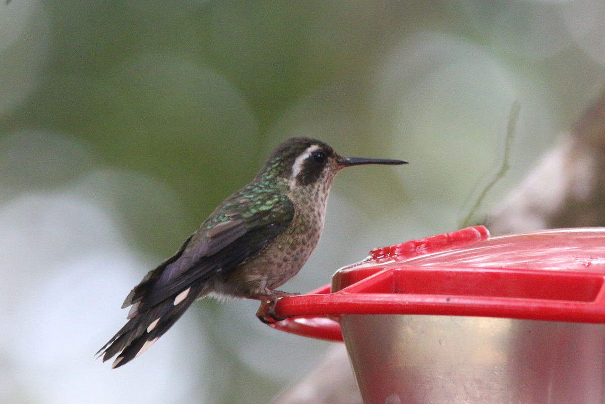 Speckled Hummingbird - ML545573971