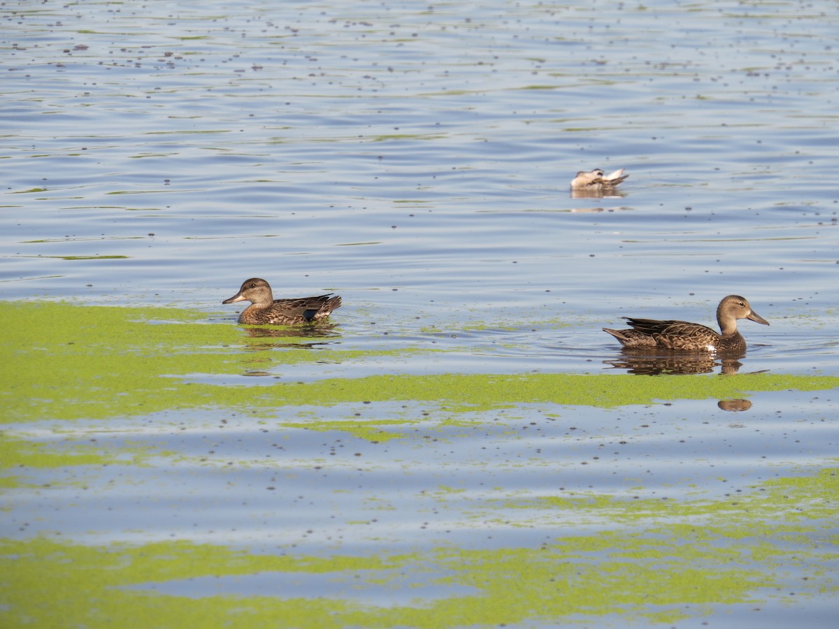 Green-winged Teal - ML545576001