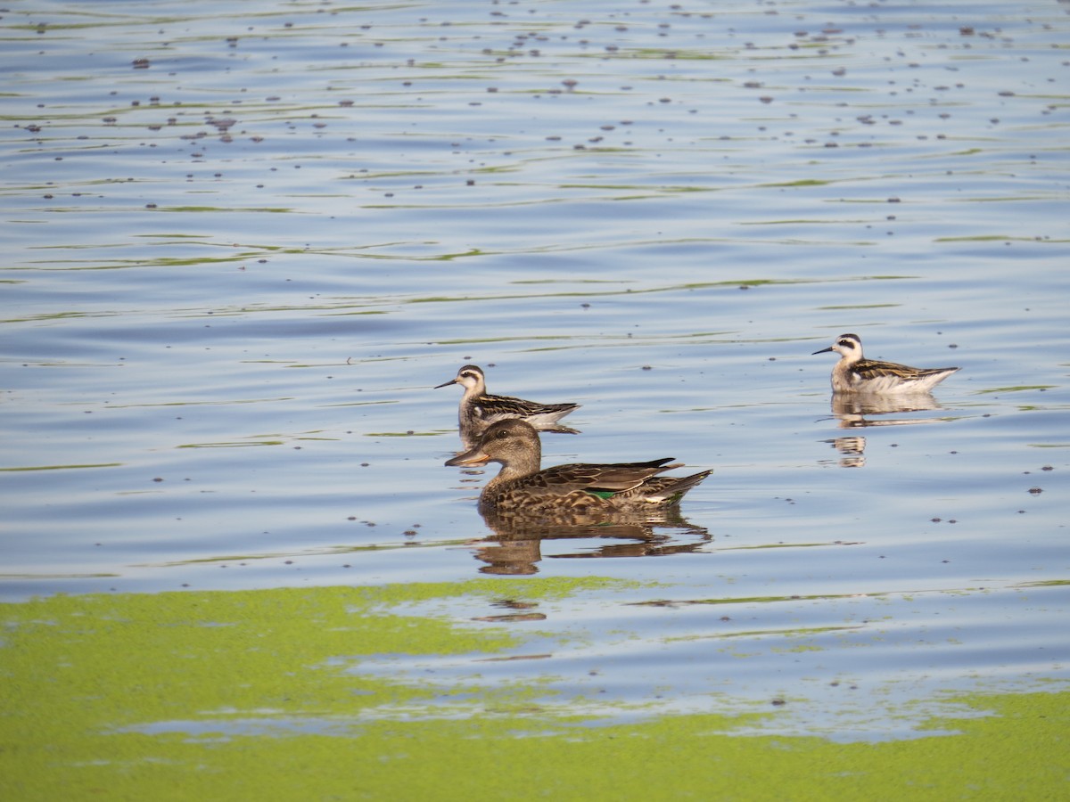Green-winged Teal - ML545576271