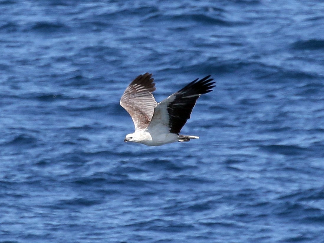 White-bellied Sea-Eagle - Charlotte Byers