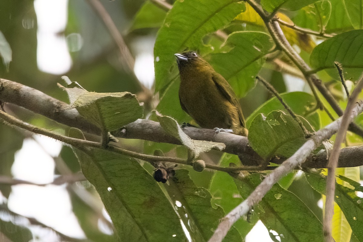 Yellow-green Tanager - ML545579241