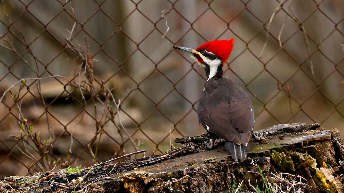 Pileated Woodpecker - Sheldon Blackshire