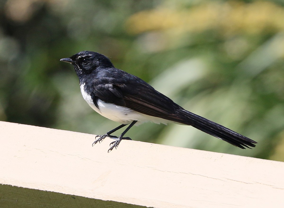 Willie-wagtail - Charlotte Byers