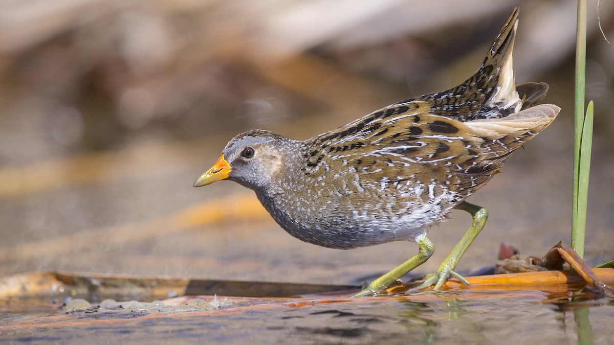 Spotted Crake - ML54558041