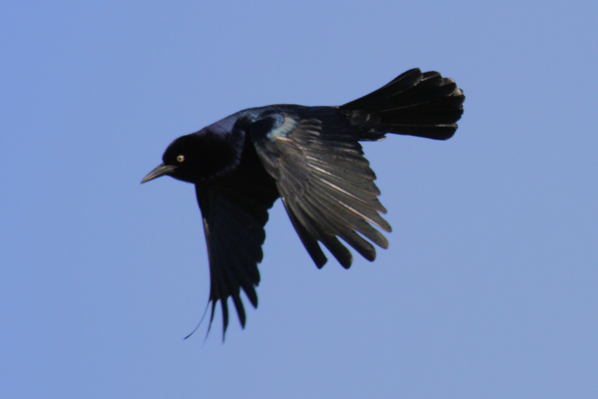 Boat-tailed Grackle - ML545584181