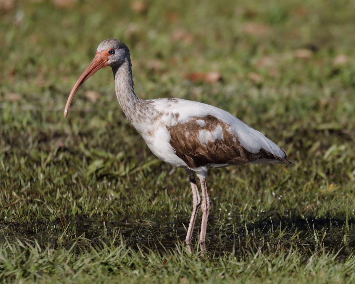 ibis bílý - ML545584581