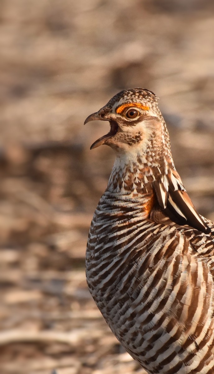 Greater Prairie-Chicken - Marky Mutchler