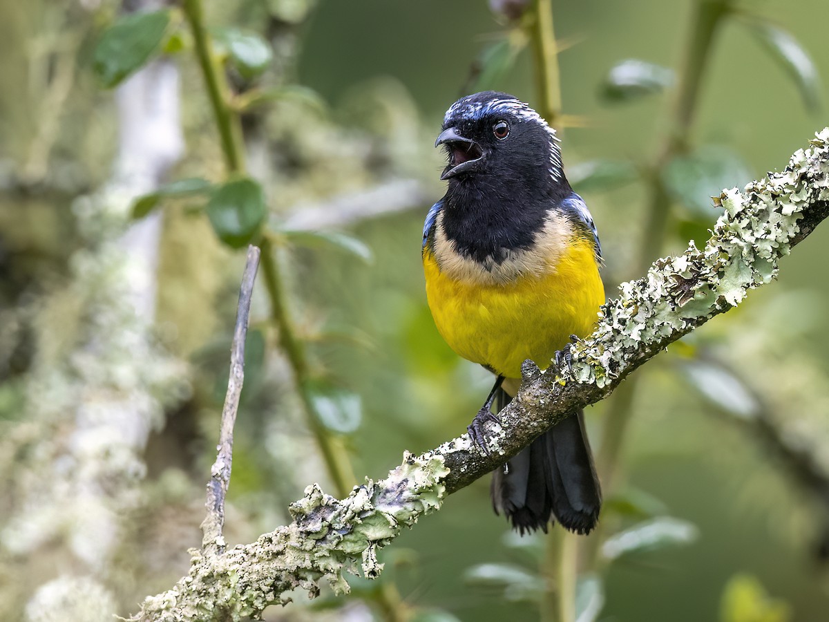 Buff-breasted Mountain Tanager - Andres Vasquez Noboa
