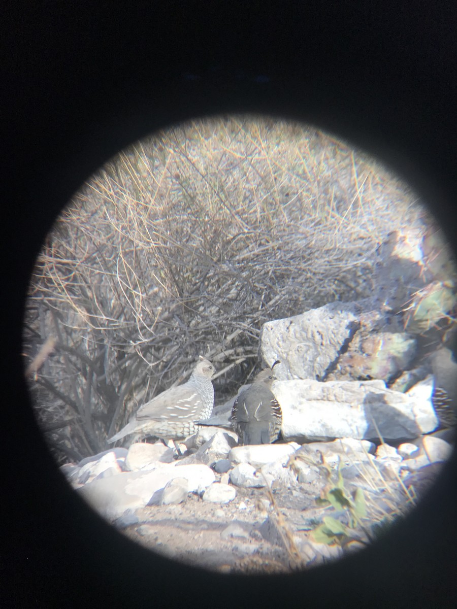 Gambel's Quail - ML545599831