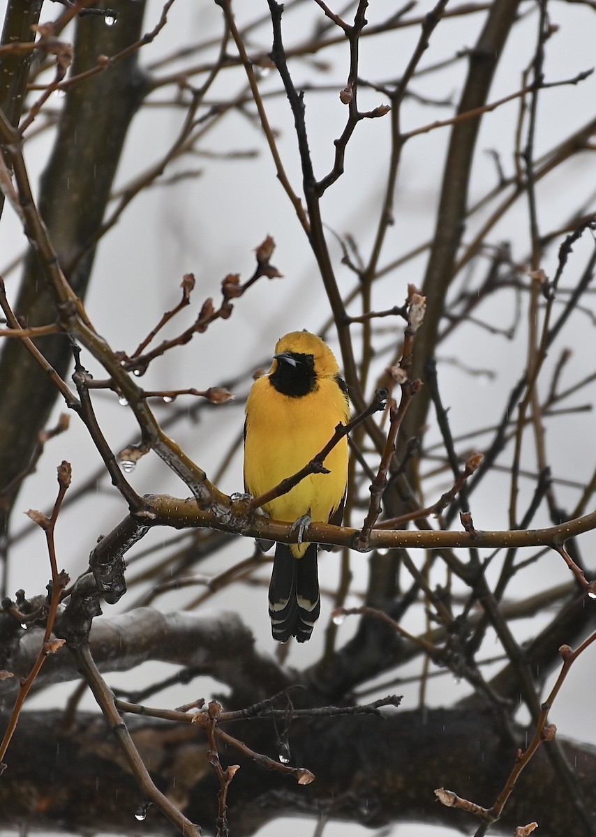 Hooded Oriole - Ryan Bauer