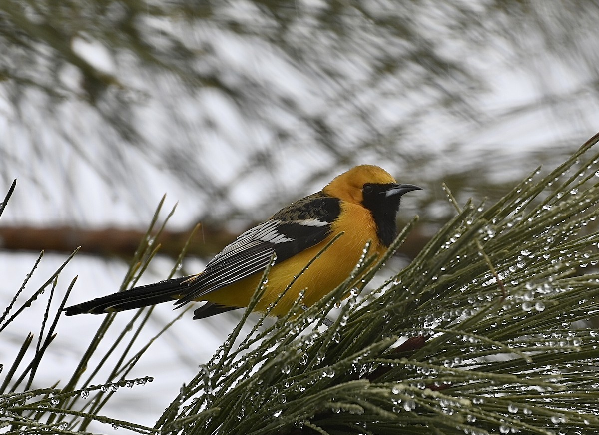 Hooded Oriole - Ryan Bauer