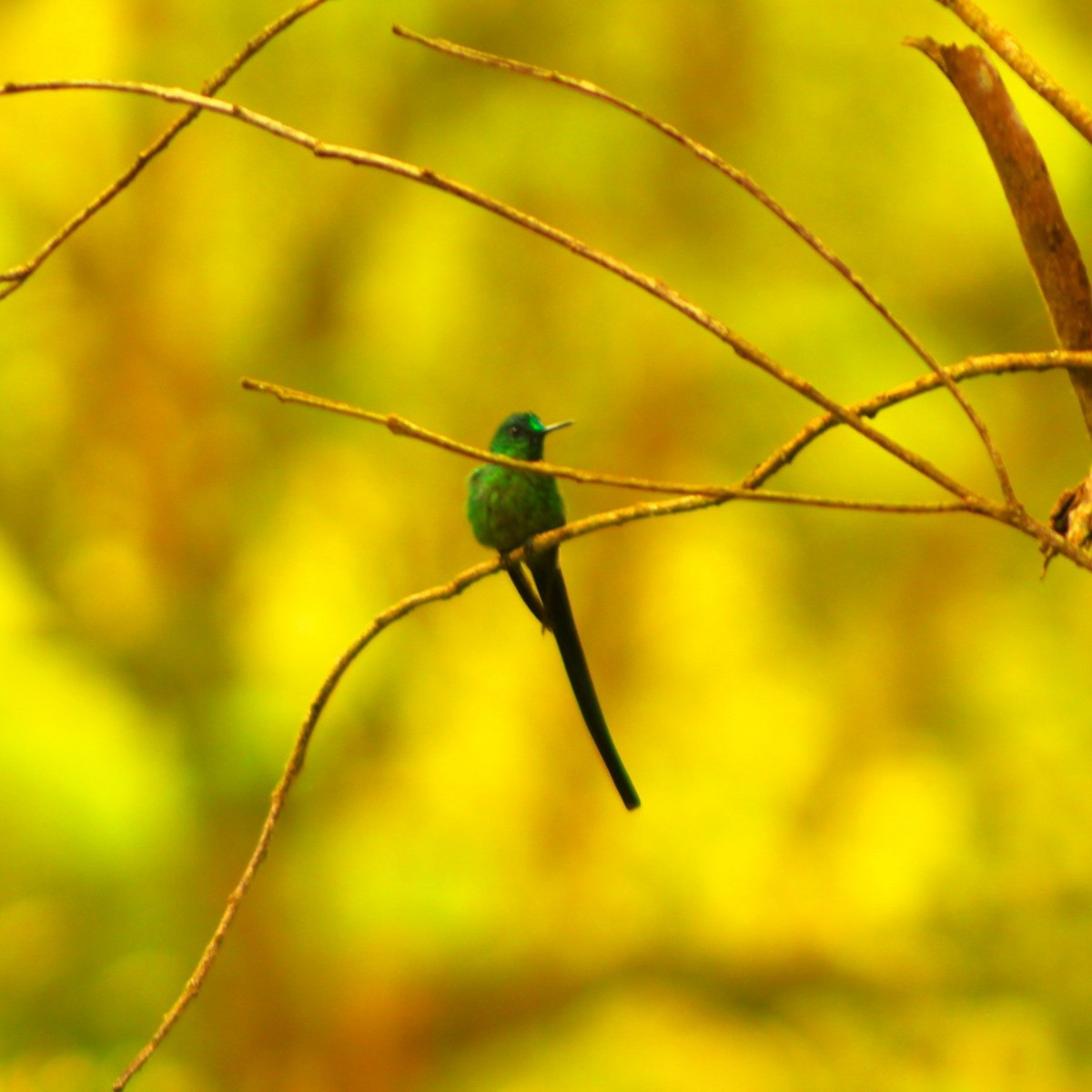 Long-tailed Sylph - ML545602041