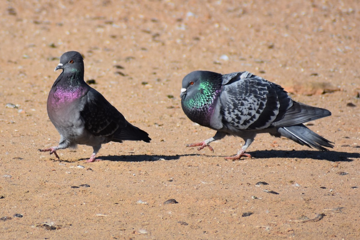 Rock Pigeon (Feral Pigeon) - ML545603691