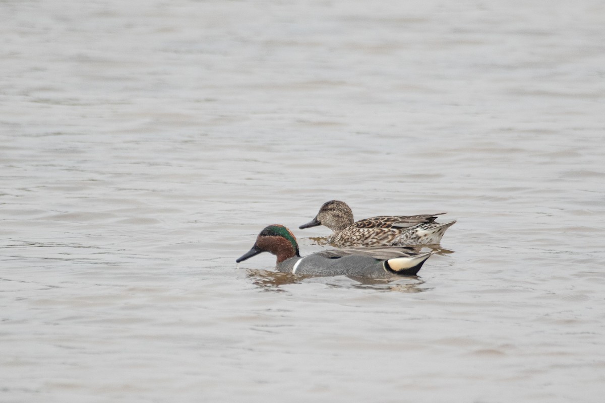 Green-winged Teal - ML545604951