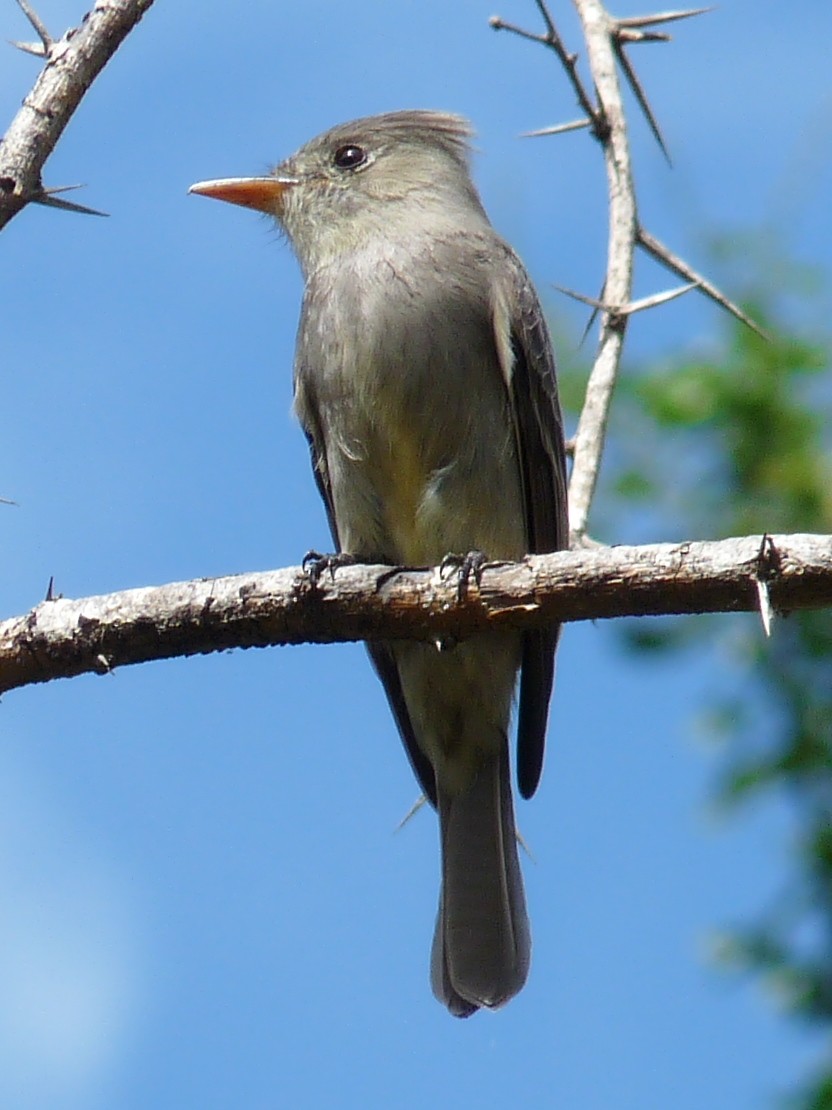 Greater Pewee - David Sidle