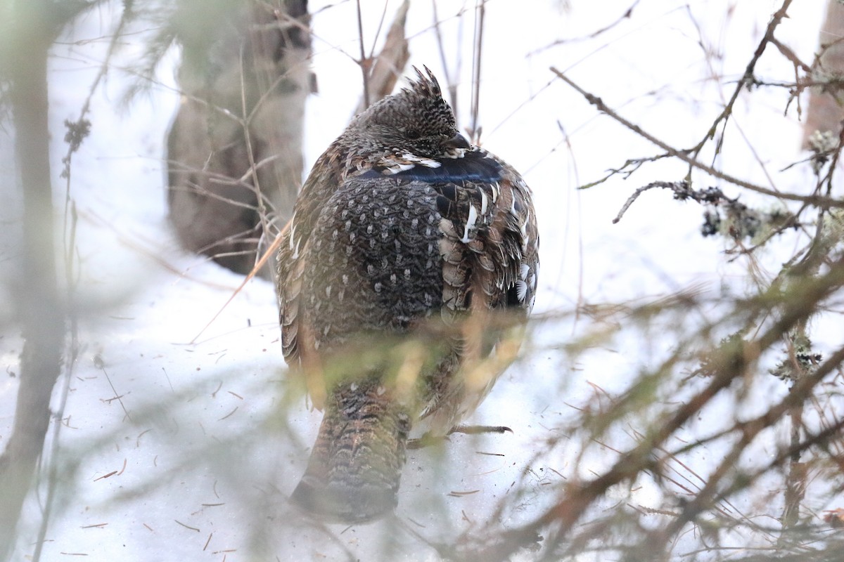 Ruffed Grouse - Braden Collard