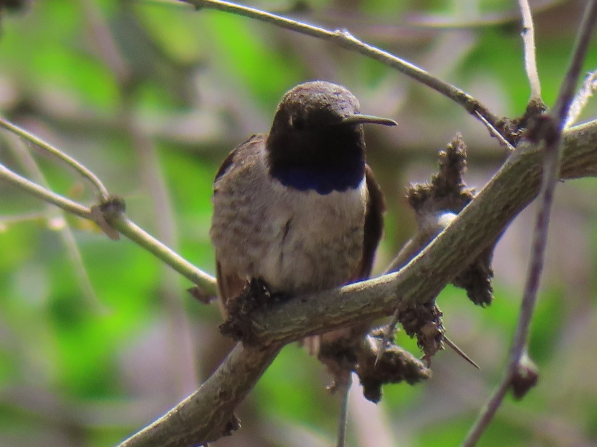 Black-chinned Hummingbird - ML545607911