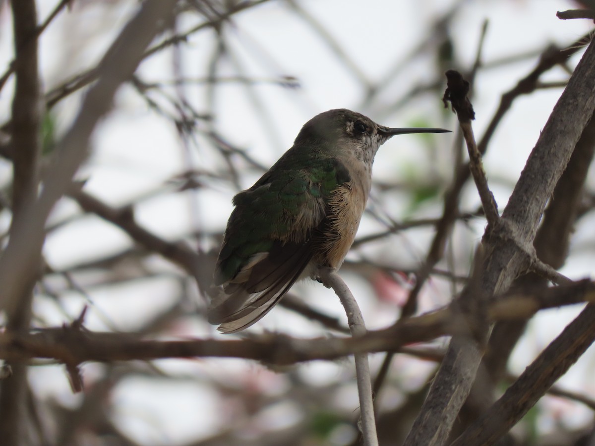 Calliope Hummingbird - ML545608071