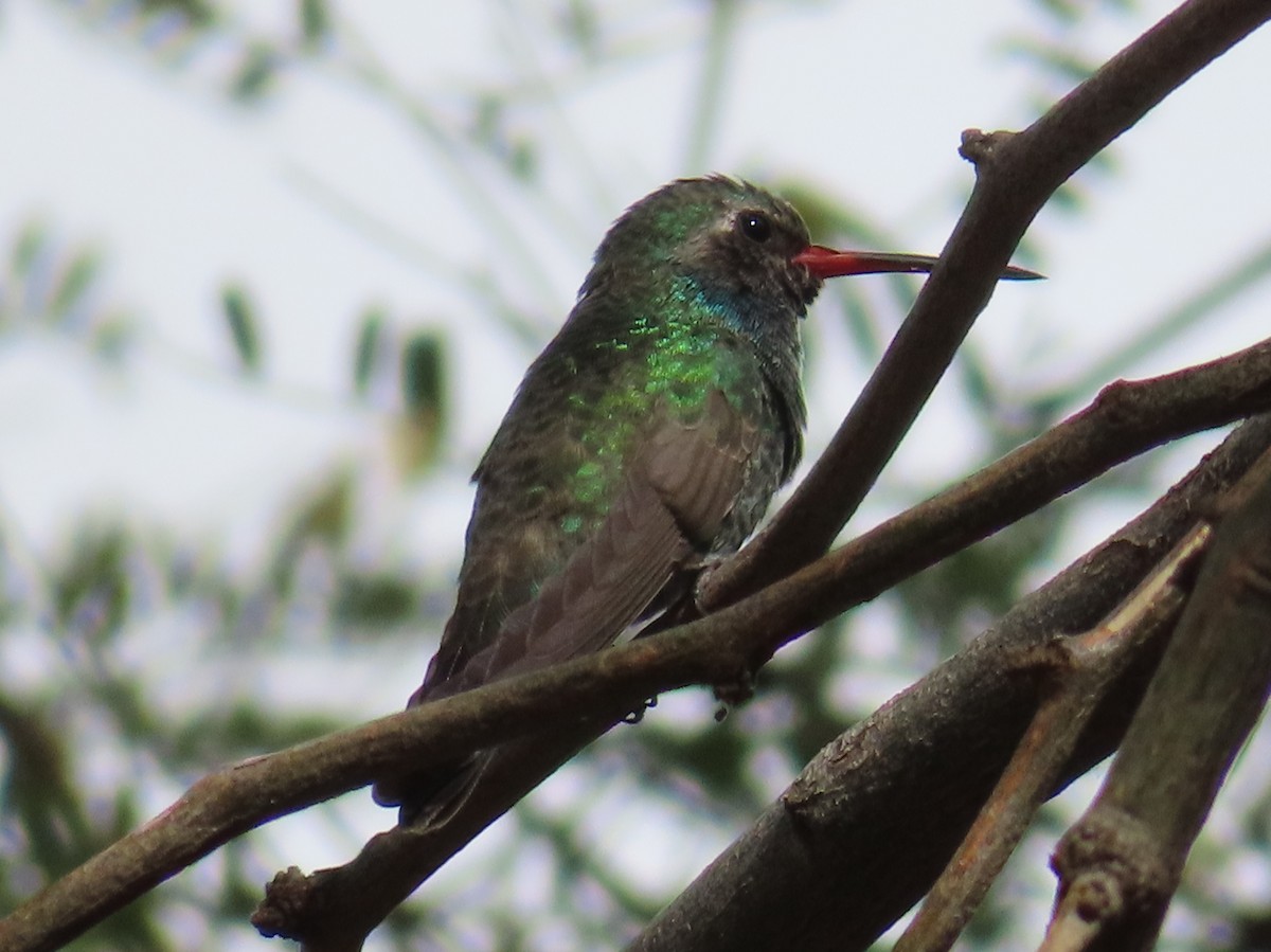 Broad-billed Hummingbird - Wayne Alford