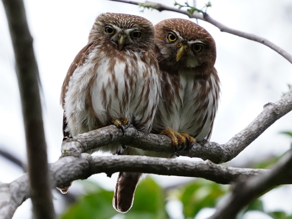 Ferruginous Pygmy-Owl - Carlos Ulate
