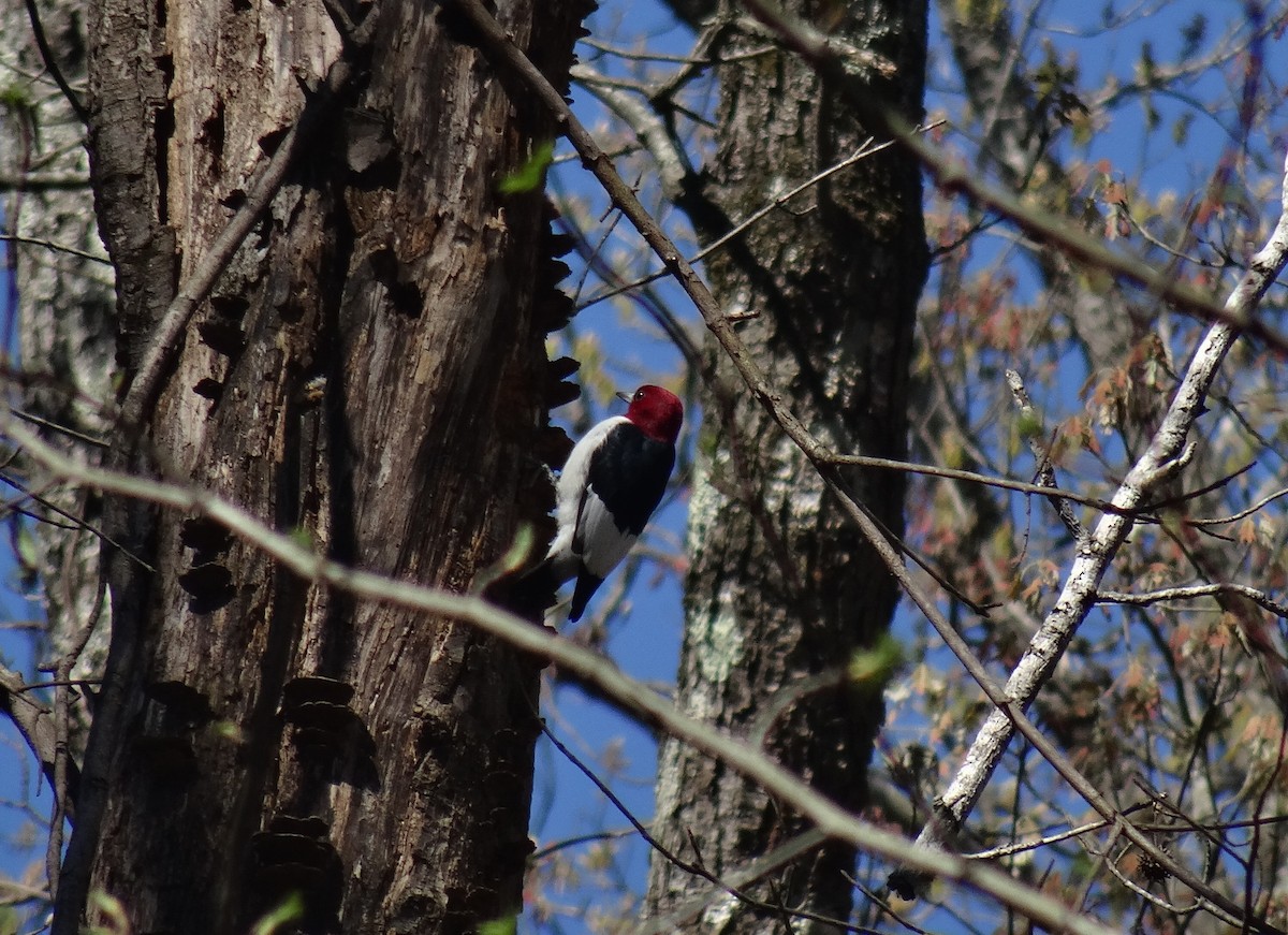 Red-headed Woodpecker - ML54561061