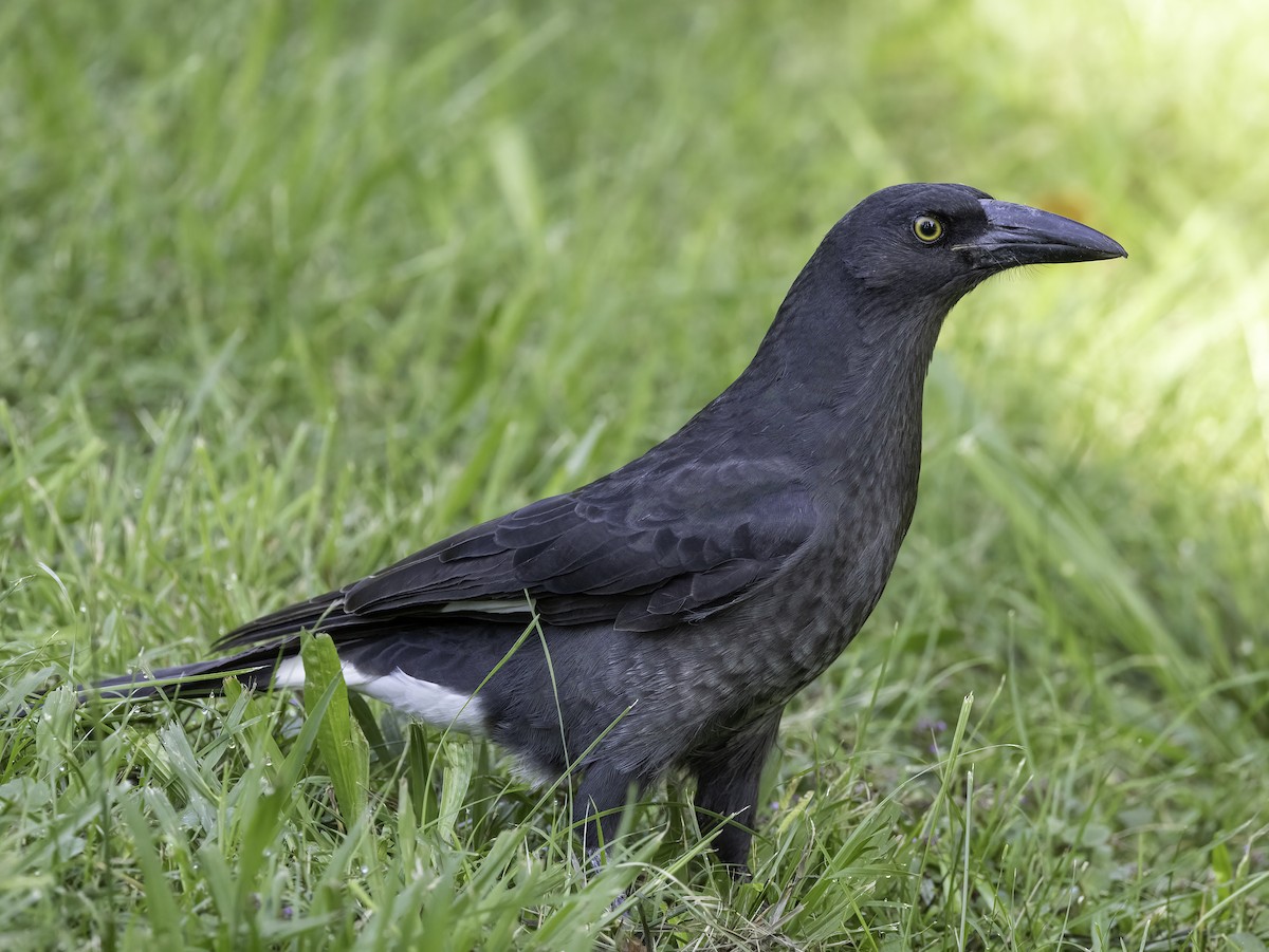 Pied Currawong - ML545611281