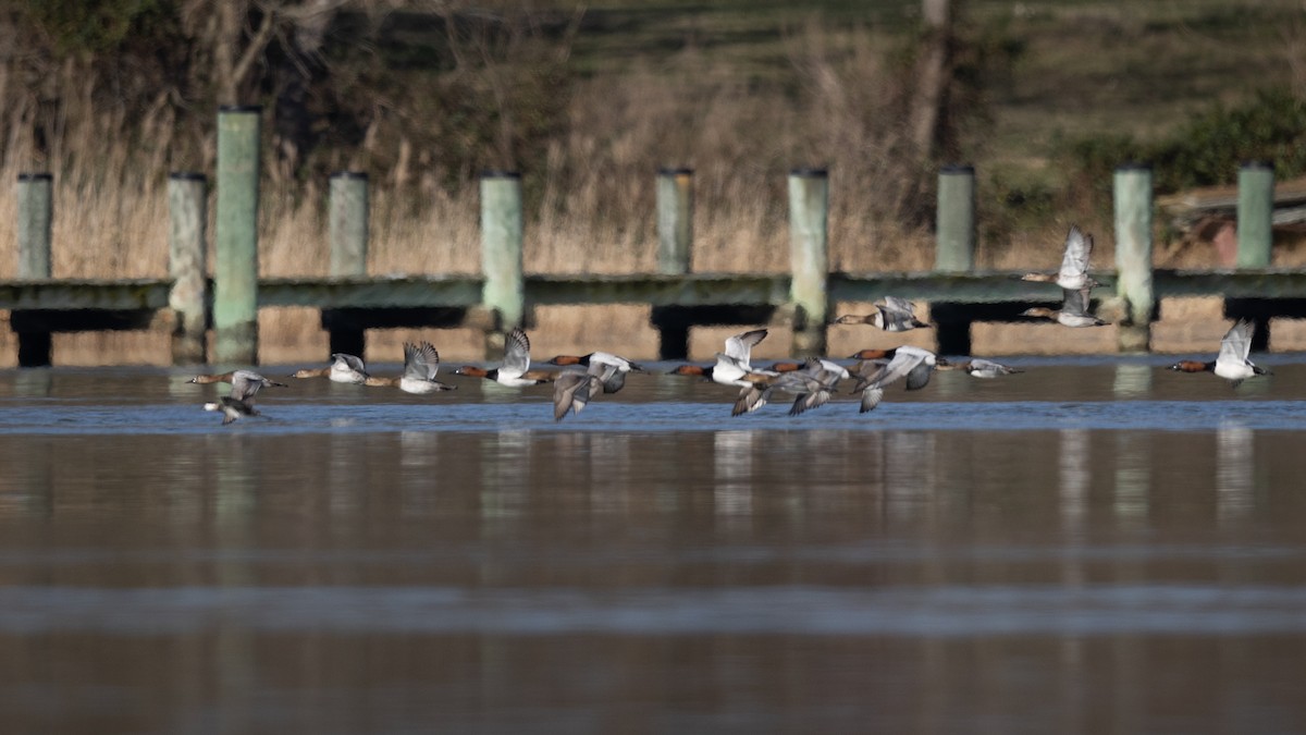 Canvasback - ML545613151