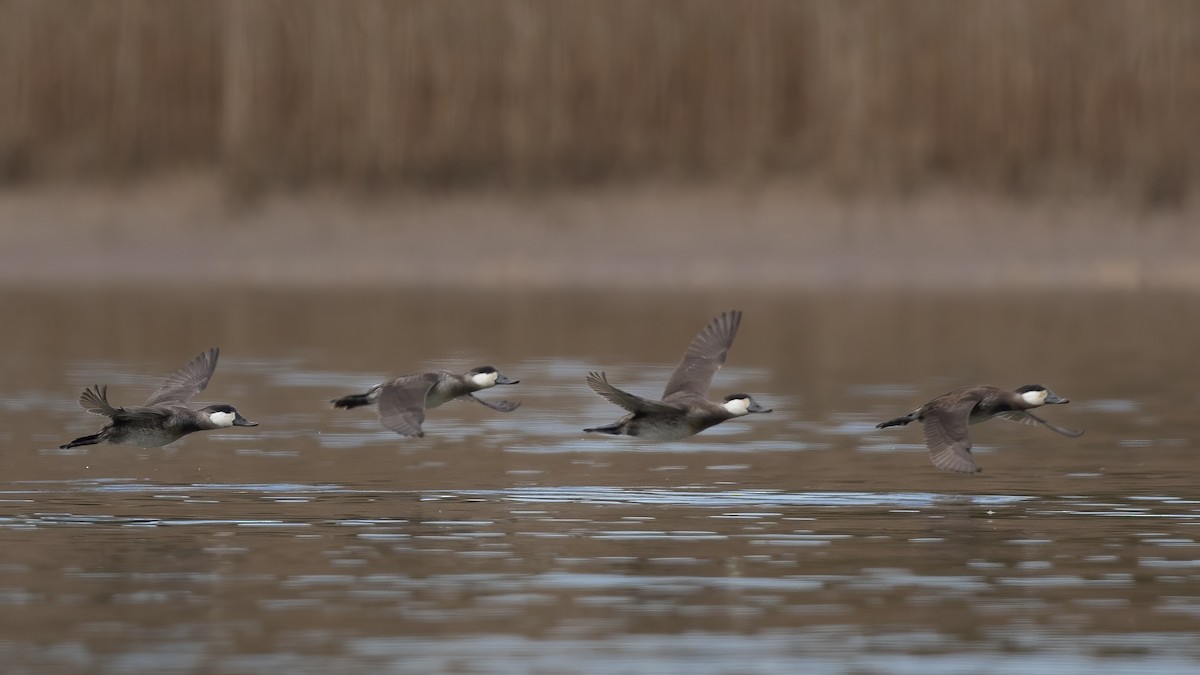 Ruddy Duck - ML545613301