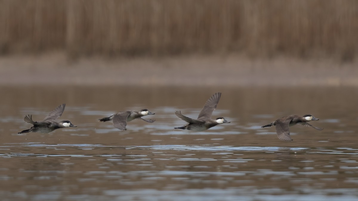 Ruddy Duck - Matt Felperin