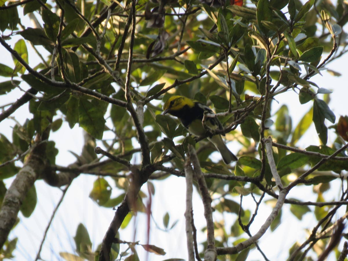 Black-throated Green Warbler - ML545613901
