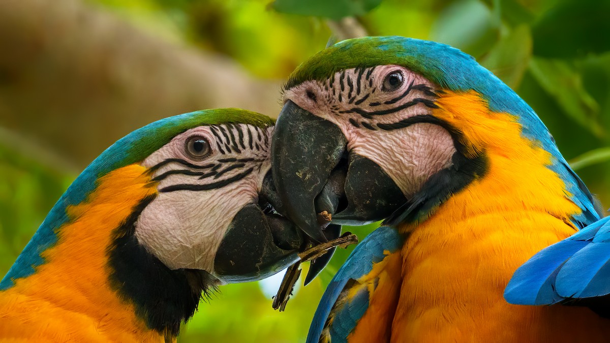 Blue-and-yellow Macaw - ML545615151