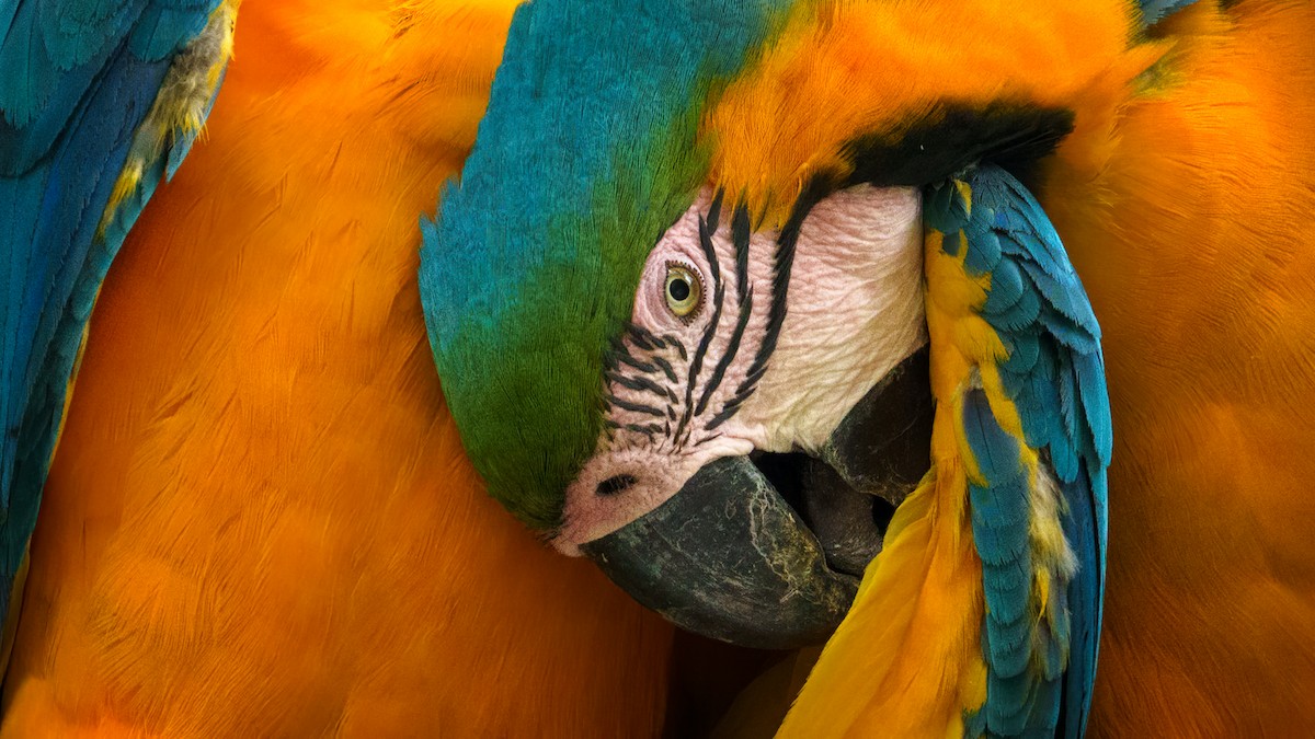 Blue-and-yellow Macaw - ML545615161