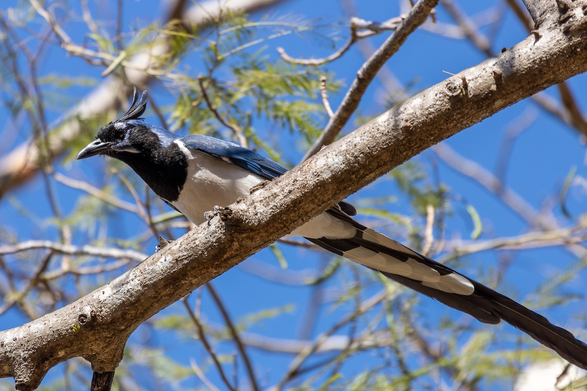 Black-throated Magpie-Jay - ML545615751