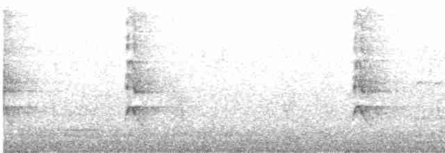 Karayip Islıkçı Ördeği - ML545617391